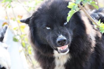 Pies rzucił się na kobietę. 19-latka nie żyje. Horror na Wyspach