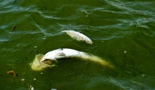 W Zatoce Puckiej wypłynęły martwe ryby. Mieszkańcy donoszą, że widać je przy samym falochronie