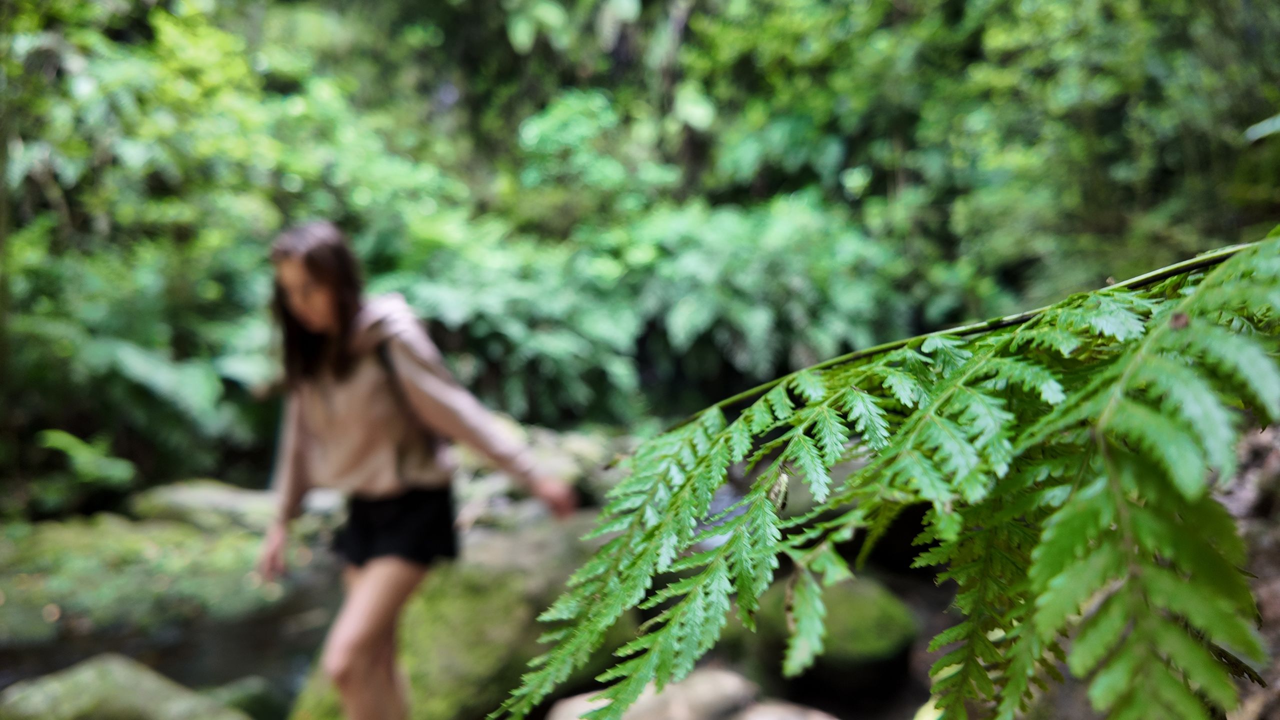 PR18 Levada do Rei