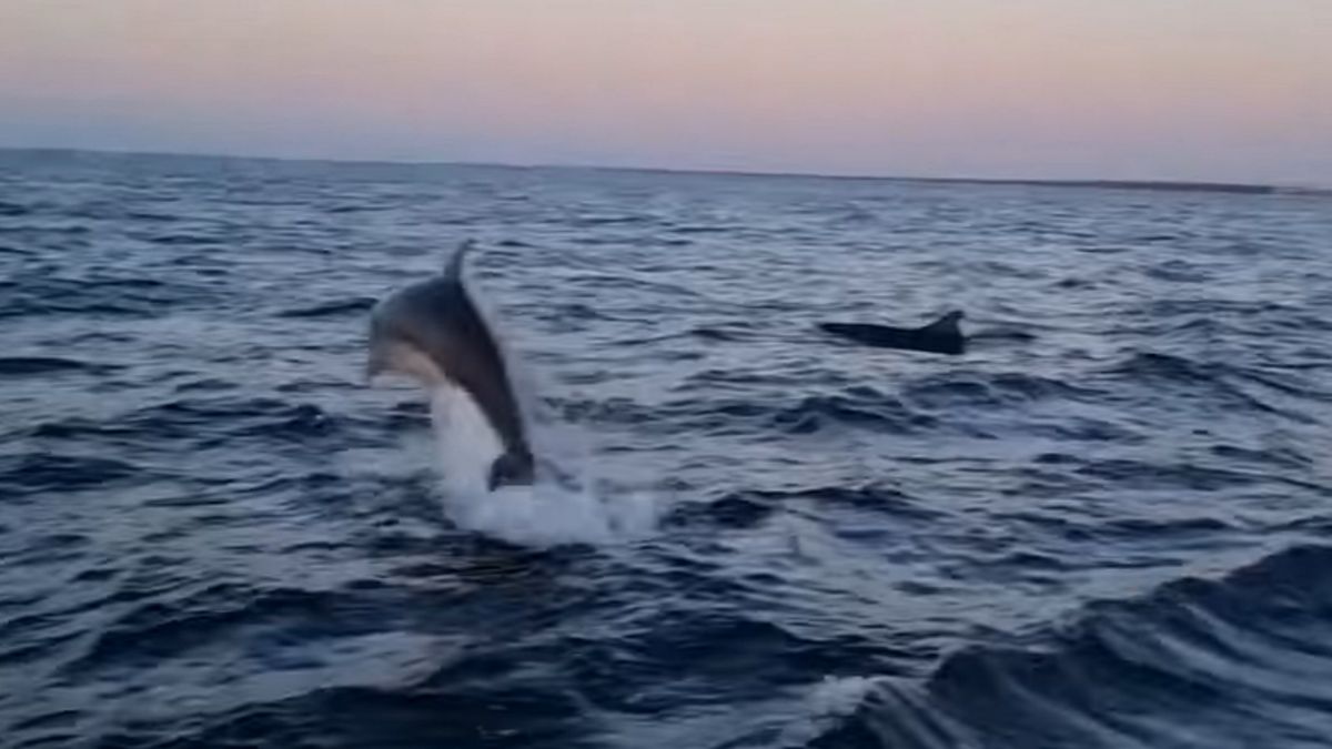 W wodach Bałtyku zauważono delfiny