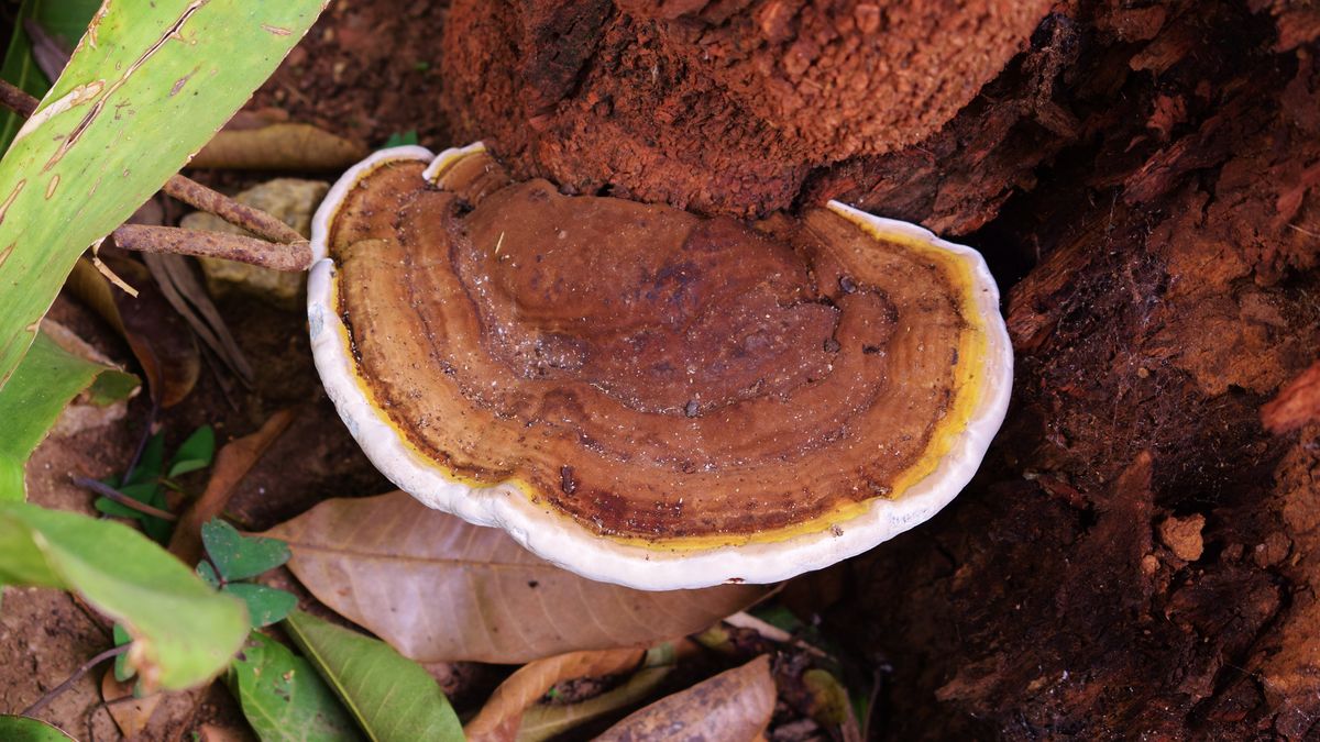 Grzyby w przyszłości mogą pomóc tworzyć ubrania