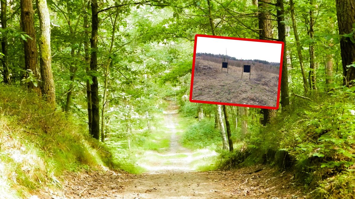 Pułapki pojawiły się w lesie.