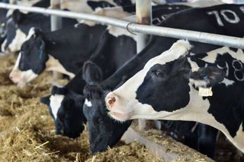 Choroba guzowata skóry bydła wraca do Europy. Potwierdzono ogniska