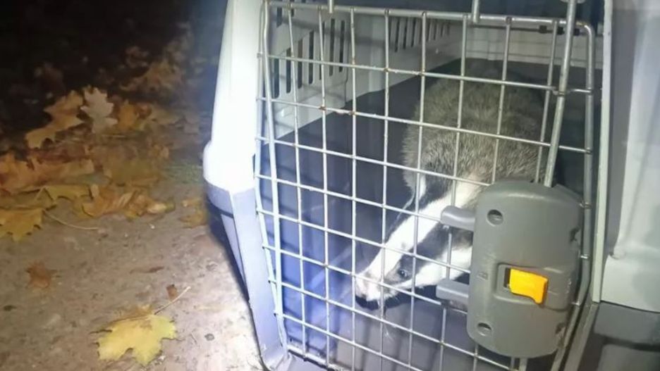 Borsuk nie chciał wyjść z kryjówki