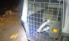 Nietypowa interwencja strażników. Borsuk nie chciał wyjść z garażu