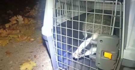 Nietypowa interwencja strażników. Borsuk nie chciał wyjść z garażu