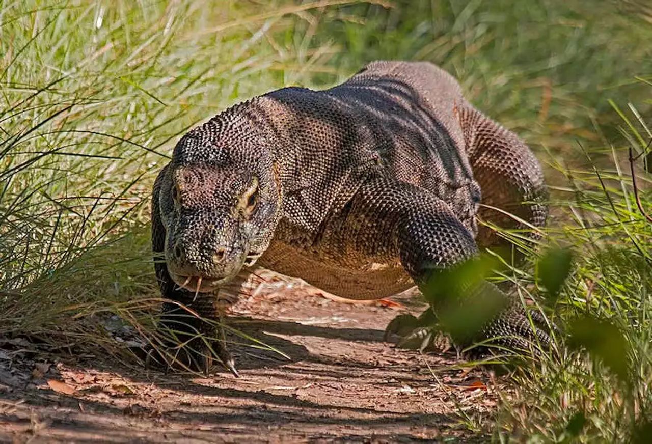 Warany z Komodo mają zęby pokryte warstwą żelaza