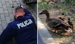 Policjanci uratowali życie czterem kaczuszkom