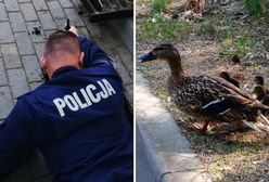 Policjanci uratowali życie czterem kaczuszkom