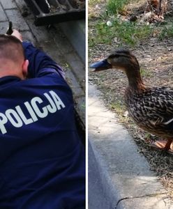 Policjanci uratowali życie czterem kaczuszkom