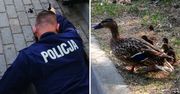 Policjanci uratowali życie czterem kaczuszkom