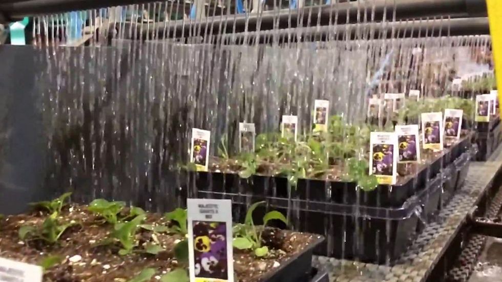 Hipnotyzująca maszyna. W fabryce kwiatów przesadza na raz dziesiątki bratków 1