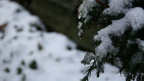 Komórki odporne na śnieg i zimno 1