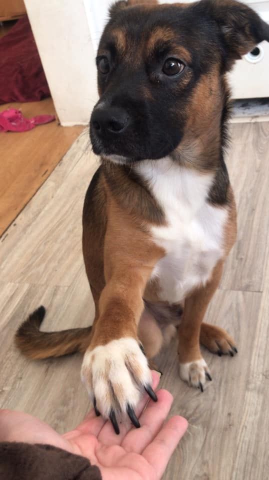 Dzień Kundelka na Pudelku! Nasi czytelnicy dzielą się z nami zdjęciami swoich pupili 