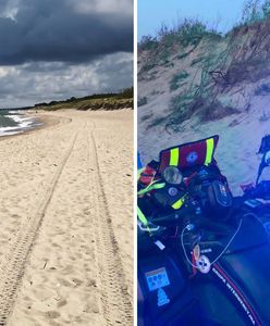"Atak łosia" na plaży. Ranny turysta nad morzem