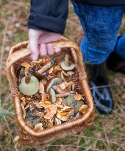 Grzybobranie w pełni. Nie każdy wie, że może zapłacić wysokie kary