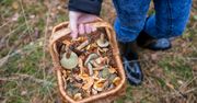 Grzybobranie w pełni. Nie każdy wie, że może zapłacić wysokie kary