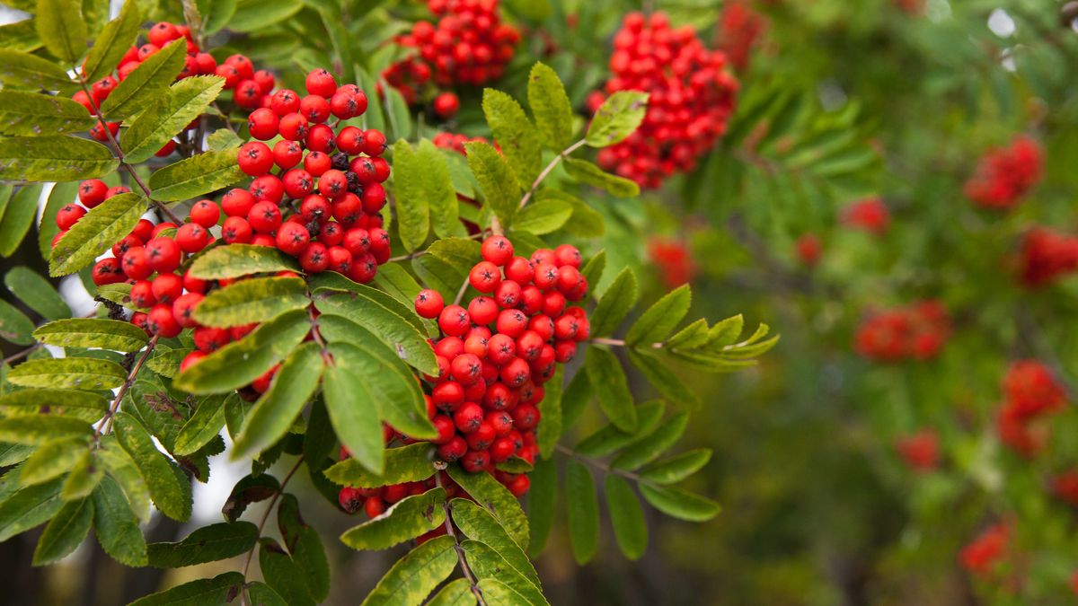 Jak zrobić sok z jarzębiny?