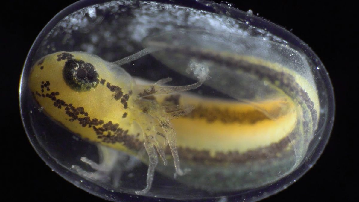 Od komórki do złożonego organizmu, czyli życie w 6 minut 1