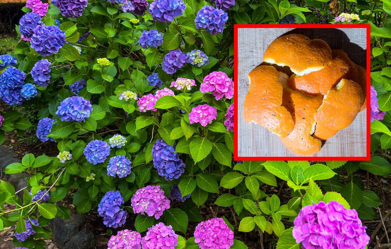Wysusz, zmiel i rozsyp pod hortensjami. Będą uginać się od kwiatów