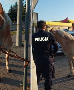 Policjant z Radomia zareagował natychmiast. Koń był przerażony
