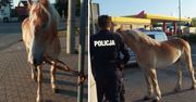Policjant z Radomia zareagował natychmiast. Koń był przerażony
