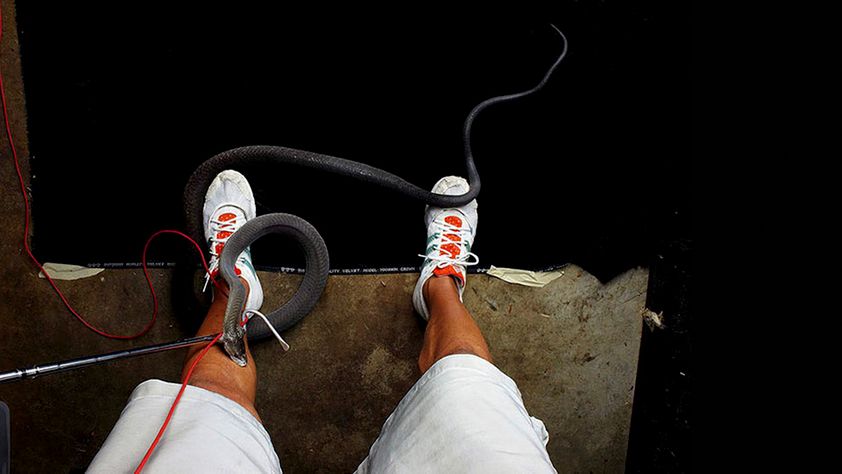 Ukąsiła go czarna mamba, ale dokończył fotografowanie węża. I robi im dalej zdjęcia 1