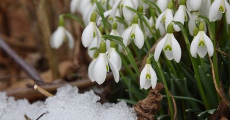 Przebiśniegi zakwitły w lutym. Nadchodzi wiosna?