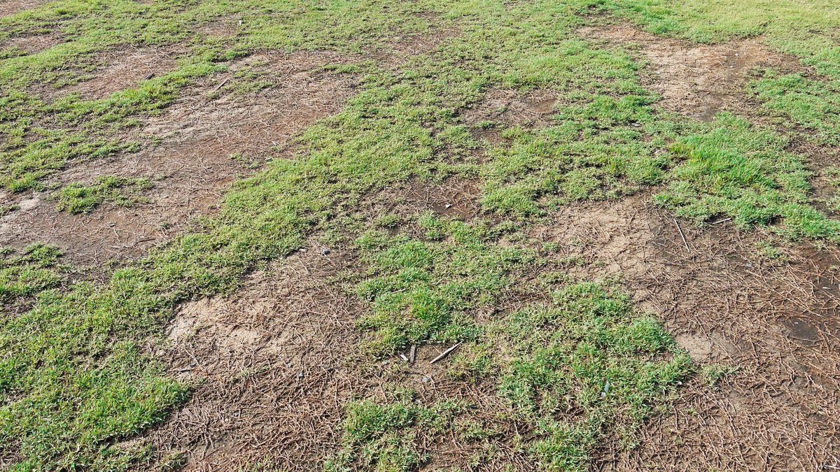 Posadź tę roślinę, a zapomnisz o suchych plackach 