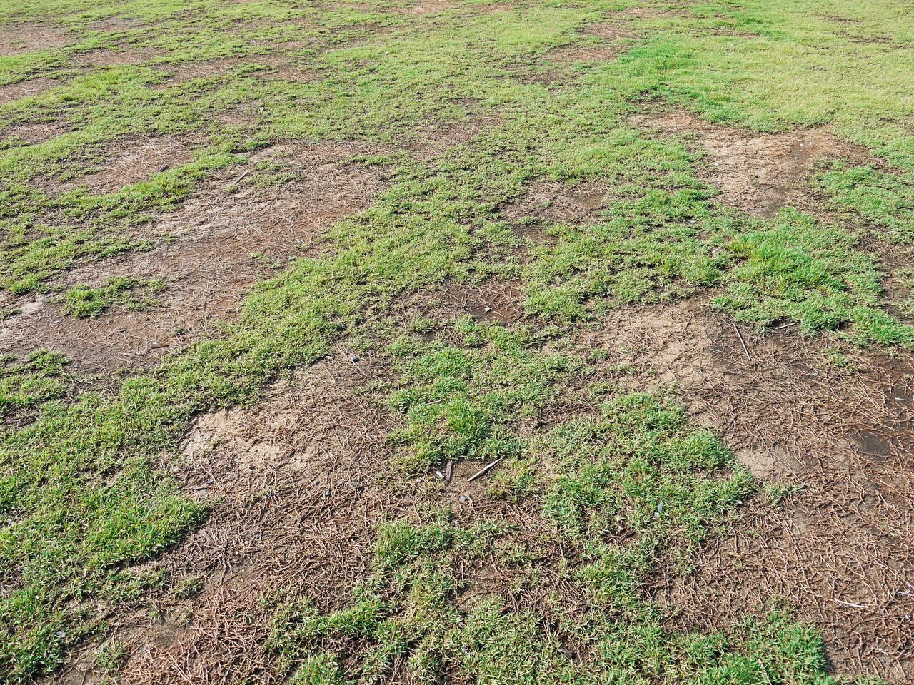 Rozsyp na trawniku. Łyse placki znikną w oczach