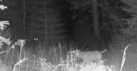 Niedźwiedź kontra trzy wilki. Fotopułapka nagrała niezwykłe spotkanie