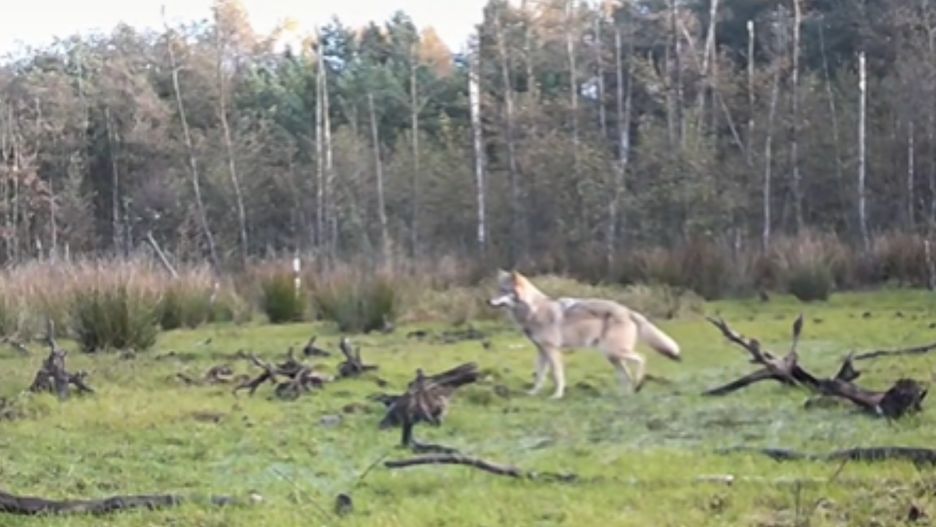 Wilki w Polsce objęte są ochroną gatunkową 