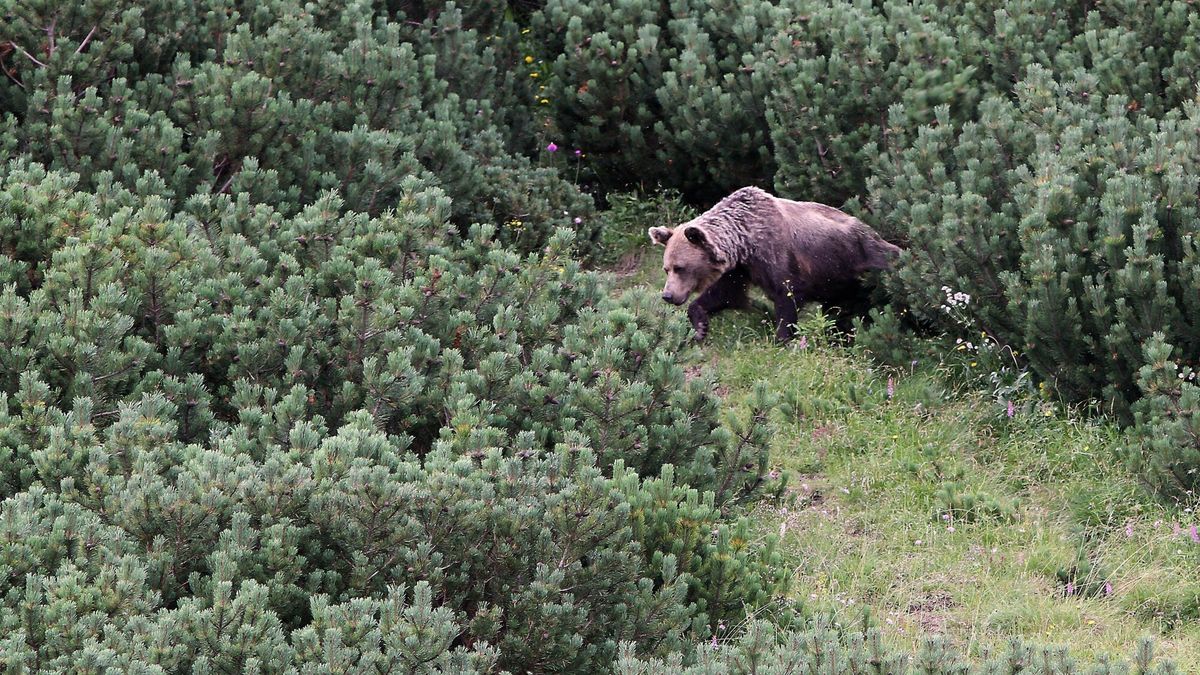 Niedźwiedź pojawił się w Gorcach