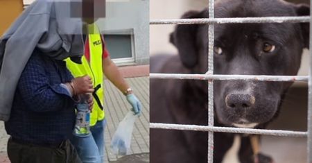 Właściciele schroniska w Radysach ZWOLNIENI z aresztu!