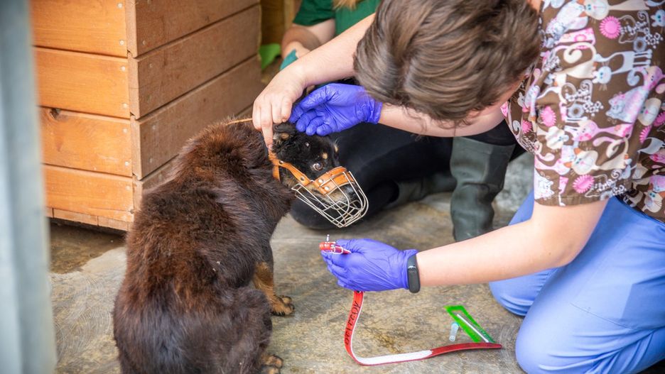 Warszawa. Schronisko przyjęło pierwsze zwierzaki