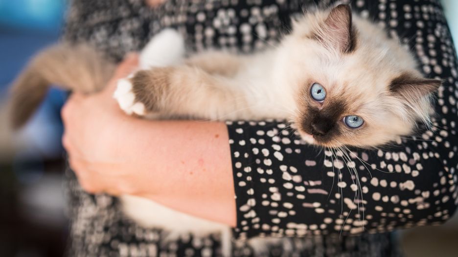 A cute little ragdoll kitten relaxed in the arms of its owner. The cat has blue eyes, and is white and brown.
ANGELA KOTSELL
KOTSELL FOTO
Blue, adult, affectionate, animal, animal eye, animal hair, animal head, beauty, beauty in nature, blue eyes, caucasian ethnicity, charming, comfortable, cozy, cute, doll, domestic cat, domestic life, embracing, family, feline, friendship, fur, horizontal, human arm, human body part, human hand, indoors, kitten, lifestyles, long hair, looking at camera, mammal, one animal, pampered pets, pattern, pets, purebred cat, rag, ragdoll cat, relaxation, resting, small, softness, sweden, whisker, white color, women, young animal