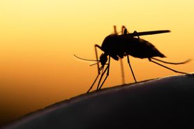 Witaminy odstraszające komary. Dowiedz się, jakie najlepiej stosować (WIDEO)