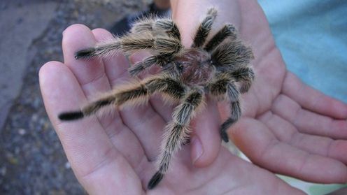 Rozszerzona rzeczywistość skutecznie wyleczy z fobii? 1