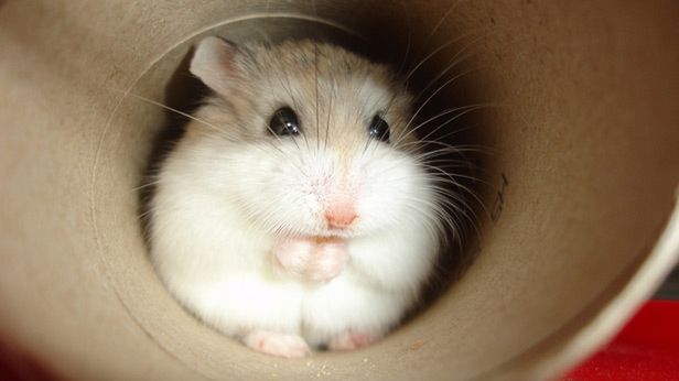 Tajemniczy założyciele Chomikuj.pl. Kim są i czemu nie lansują się w mediach? 1