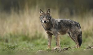 Dostaną elektryczne pastuchy. Mają chronić przed wilkami.