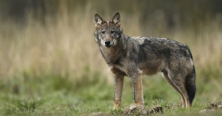 Dostaną elektryczne pastuchy. Mają chronić przed wilkami