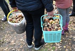 Policja apeluje do grzybiarzy. Kto nie posłucha, ten pożałuje