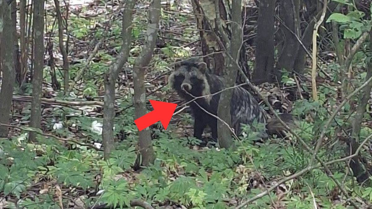 Leśnicy dostrzegli jenota w lesie