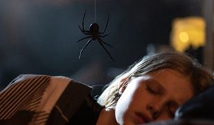 Krwiożerczy pająk sieje spustoszenie. "Gniazdo Pająka" już w kinach