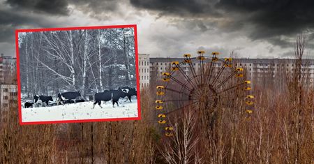 Stado zdziczałych krów w Czarnobylu. Od sześciu lat żyją na wolności
