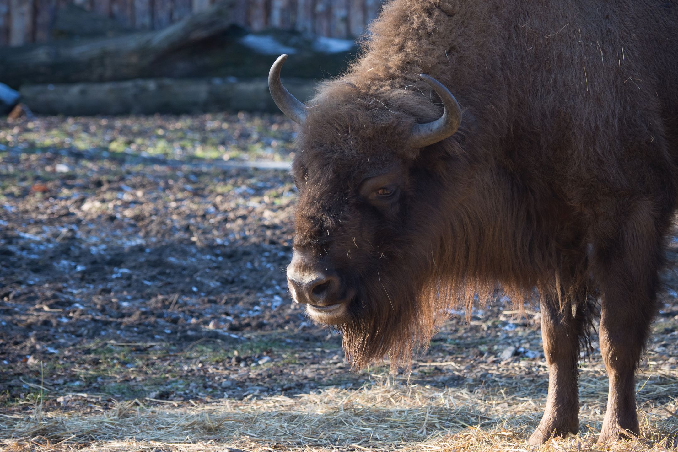 Olympus OM-D E-M1 Mark II - najszybszy na rynku [test] 178