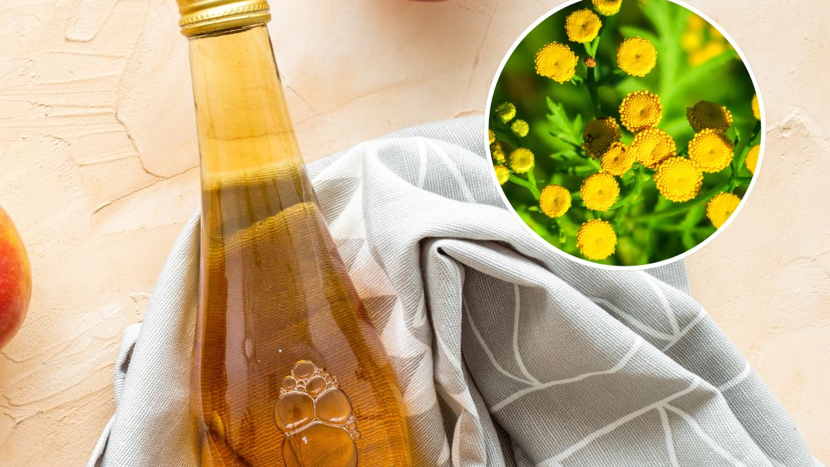 Ocet z wrotyczu to naturalne remedium na wiele dolegliwości