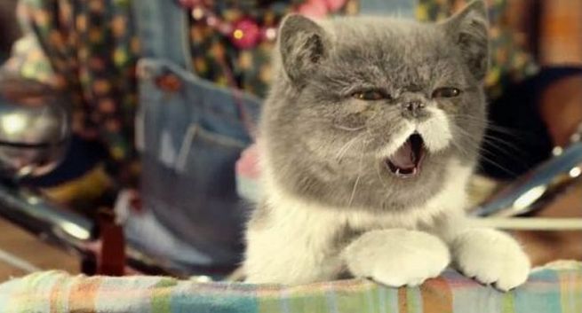 Koty roznoszą koronawirusa, psy już nie