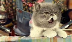 Koty roznoszą koronawirusa, psy już nie