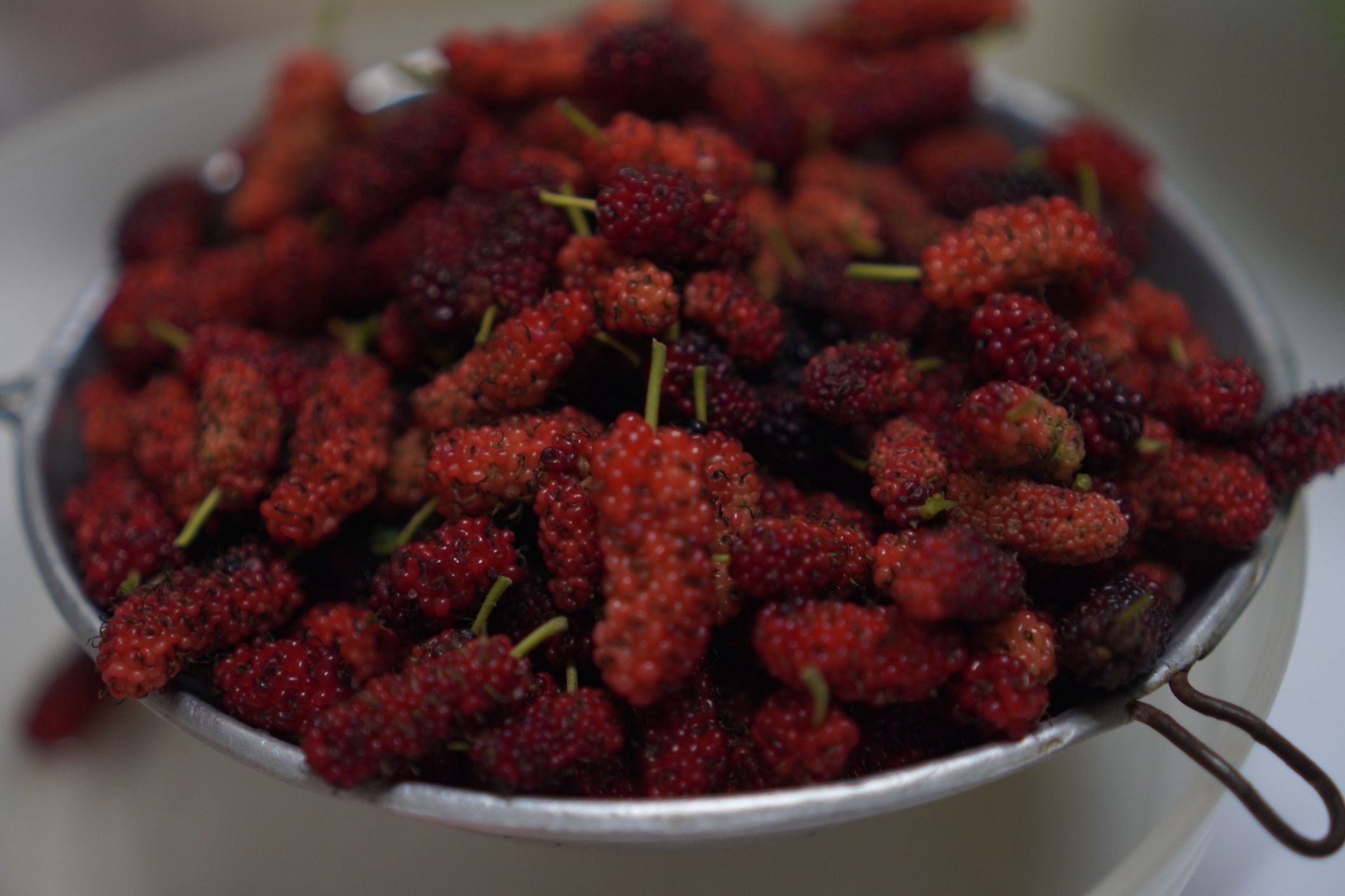 Mulberry fruit blooming in garden nature background
Mulberry fruit blooming in garden nature background
Penpak Ngamsathain
health